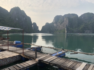 Paradise Cruises Halong Bay oyster farm