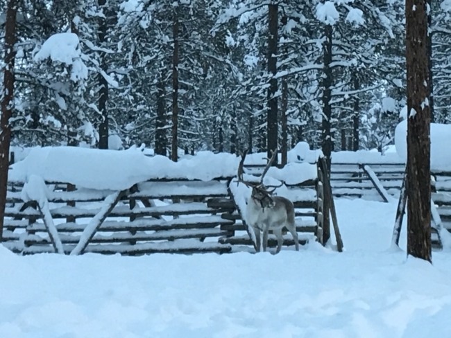 Review, Kakslauttanen Artic Resort, Saariselka, Finland