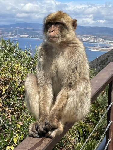 Gibraltar monkey