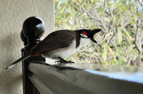 Sofitel Mauritius Imperial bird