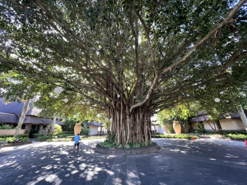 Westin Turtle Bay Mauritius banyan tree