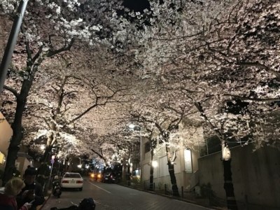 Tokyo cherry blossom