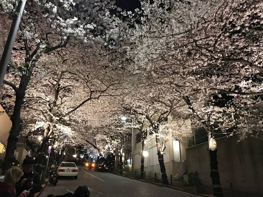 Cherry blossom Tokyo